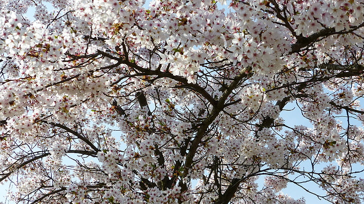 Wild cherry, april, kirsebær, treet, natur, våren, gren