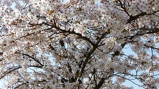 cirerer, abril, cirera, arbre, natura, primavera, branca
