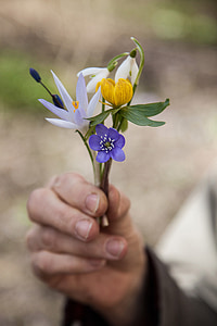 vårbukett, Scilla, Krokus, Winter-Aconitum, Schneeglöckchen, blaue anemone