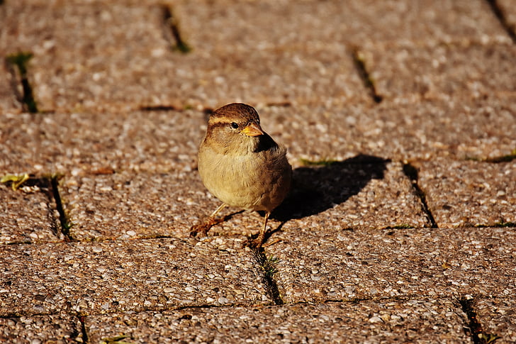 Sparrow, oiseau, petit, mignon, nature, plumage, jeune