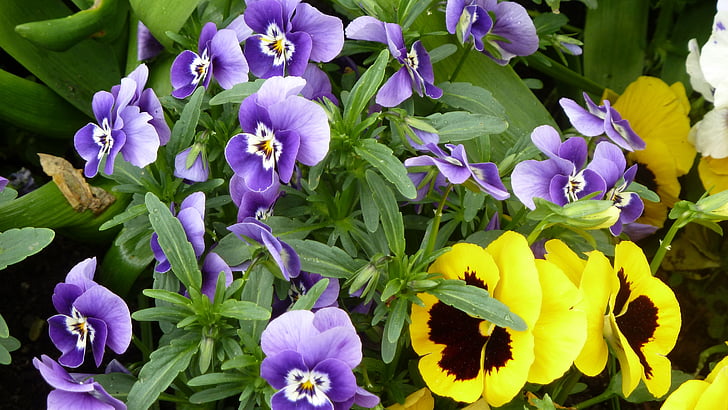 primavera, colorato, Violaceae, viola del pensiero, fiori