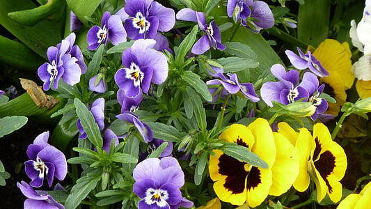 pavasarį, spalvinga, violaceae, našlaitė, gėlės