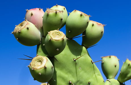 cactus, planta, naturaleza, sostenido, espinos, verde, Parque de cactus