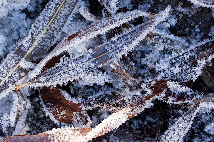hoarfrost, leaves, autumn, winter, cold, transition, frozen
