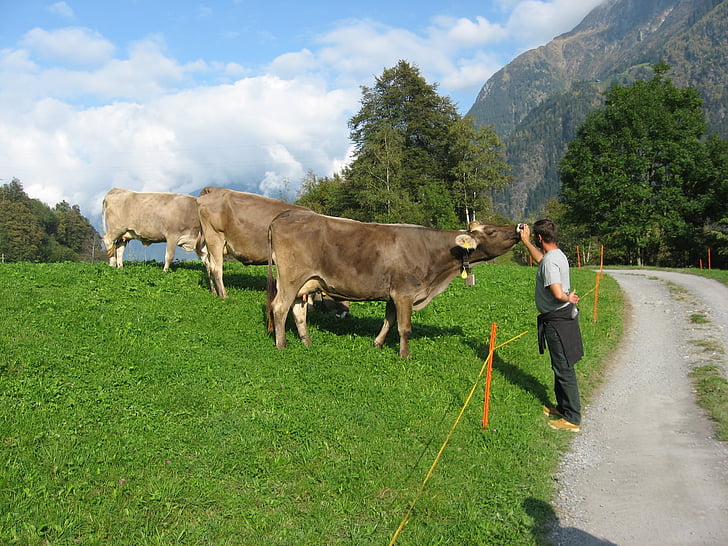 山, 牛, アルパイン, 動物の恋人, 牛, スイス, 自然
