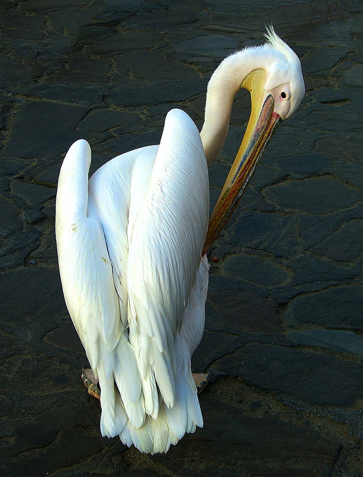 Pelikan, lind, vee lind, merelindude, looma, Mykonos pelican, Bill