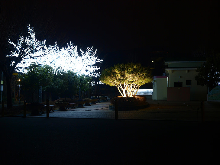 Νυχτερινή άποψη, φόντο, εξωτερική, διανυκτέρευση, δέντρο