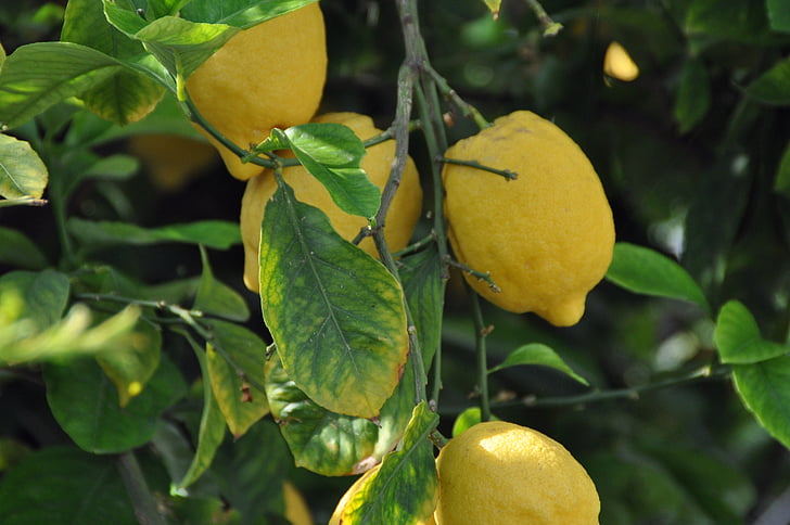 лимоны, завод, фрукты