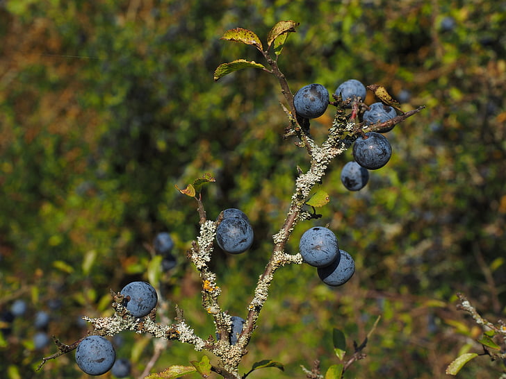 schlehenbeeren, schlehe, petits fruits, bleu, Bush, fruits, prunellier