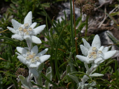 Alpine edelweiß, tavaline, Edelweiss, kohev, valge, harva, kaitstud