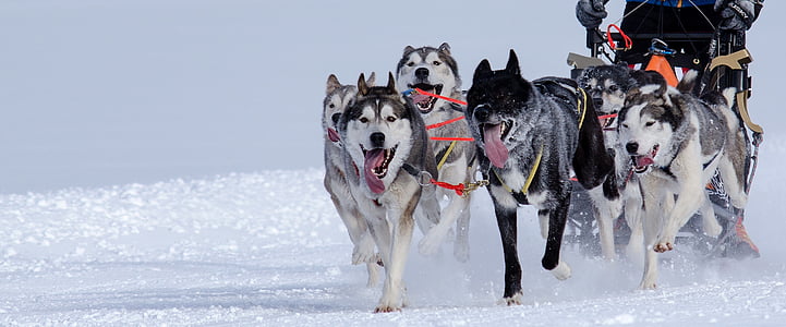 huskies, sled dog racing, sled race, winter sports, sport, snow, race
