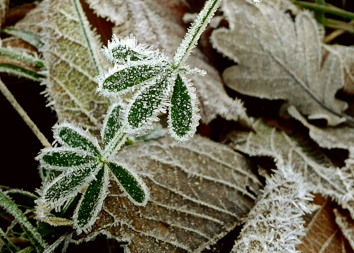frunze de toamna, Frost, bruma, frunze, formarea de cristal, natura, toamna