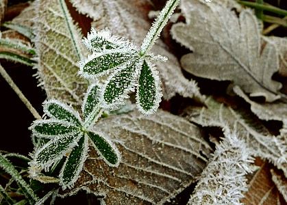 fall foliage, frost, hoarfrost, leaf, crystal formation, nature, autumn