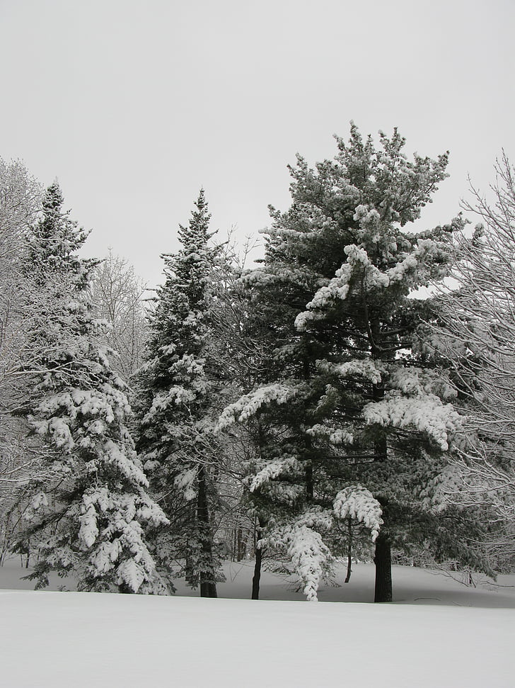 vinter, naturen, FIR, snö, Pine, trä
