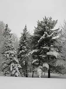 Vinter, natur, furu, snø, furu, tre