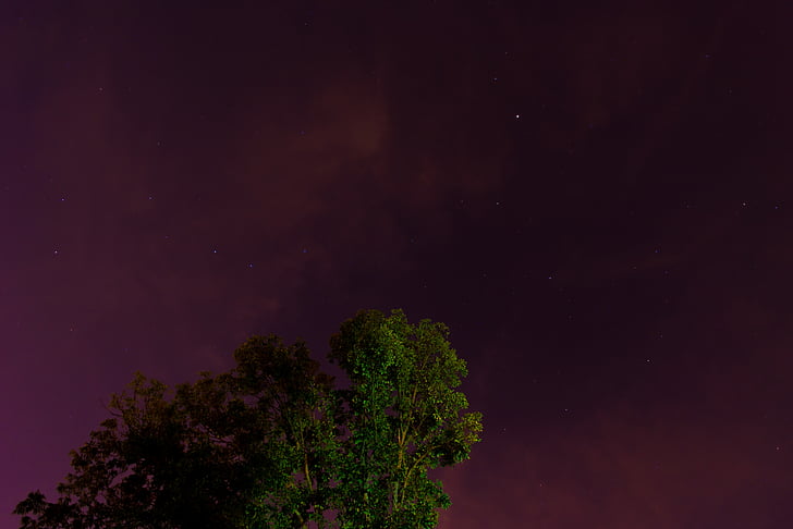 nuvens, à noite, céu, estrelas, árvore, sem pessoas, Pinheiro