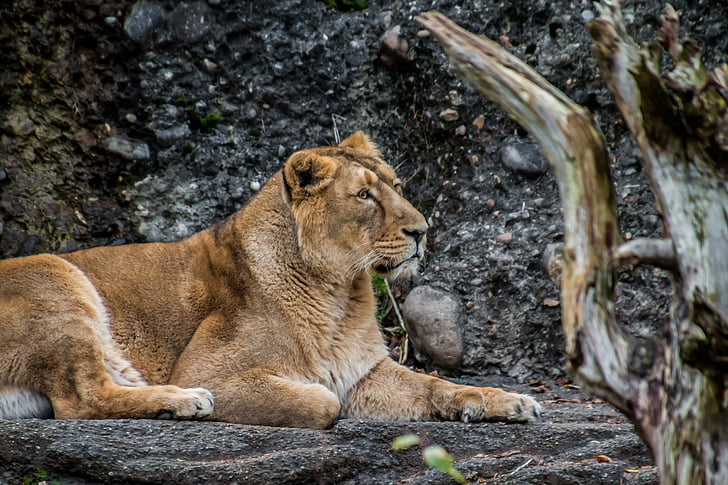 lioness, leo, animal, savannah, safari, wild, nature