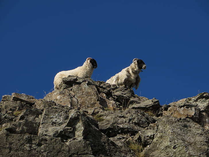 ovelhas, montanha, céu, animal, paisagem, ao ar livre, pecuária