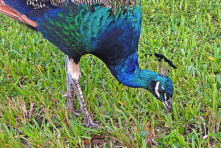 turkey, ave, colorful, animals, peacock, blue, fauna
