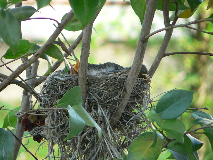 Robin's nest, Baby robins, Madárfészek, természet, madarak, Robin, fészek