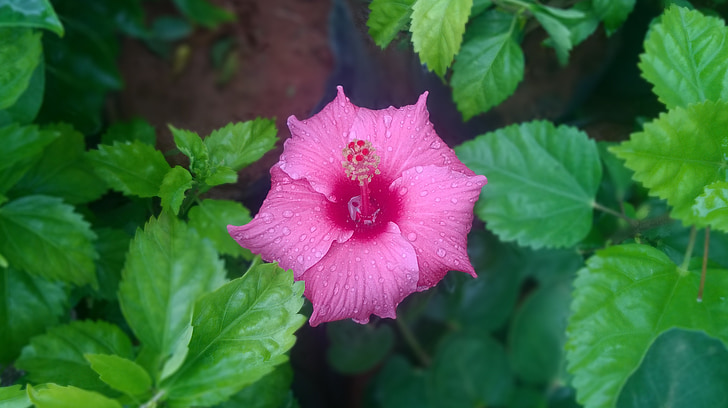 chembarathi, hibiscus, pink, flower, green, floral, flora