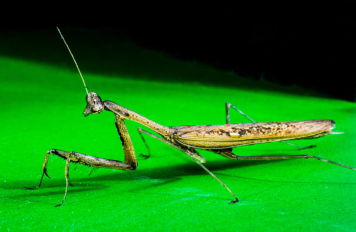 praying mantis, fishing locust, close
