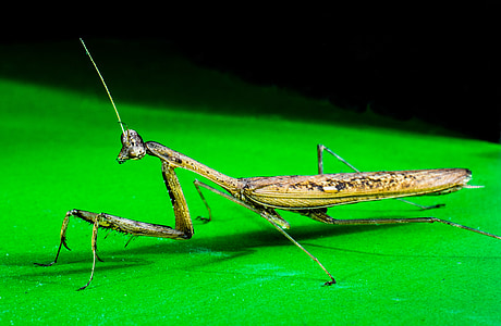 Praying mantis, Câu cá locust, đóng