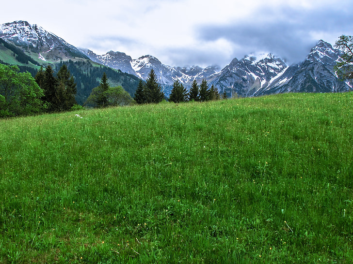 alpine, flower meadow, mountains, kleinwalsertal, meadow, pasture, mountain hike