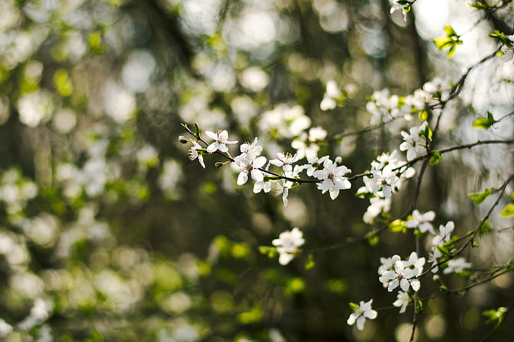 Bloom, květ, Flora, květiny, Příroda