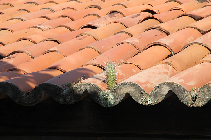 Cactus, toit, dans l’arrière-pays, Sergipe, Brésil, Mandacaru, tuile de toit