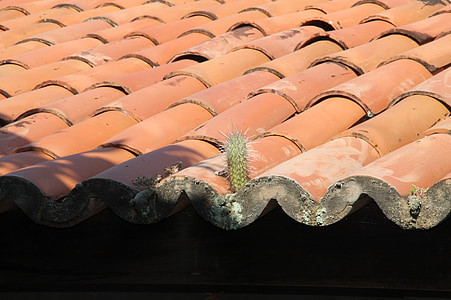 Cactus, tetto, Backcountry, Sergipe, Brasile, Mandacaru, mattonelle di tetto