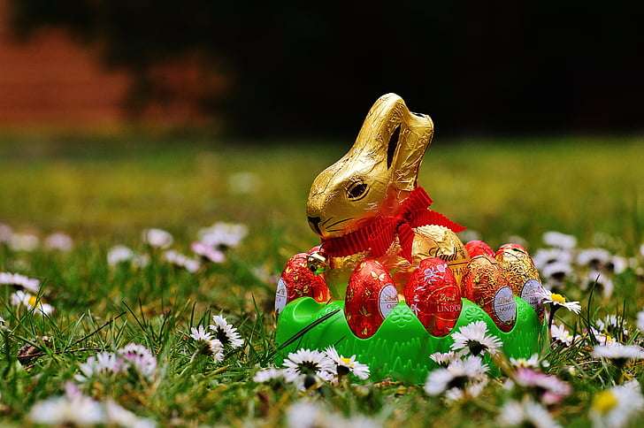 Hare, Lễ phục sinh, sô cô la, đồng cỏ mùa xuân, hoa dại, màu xanh, Hoa