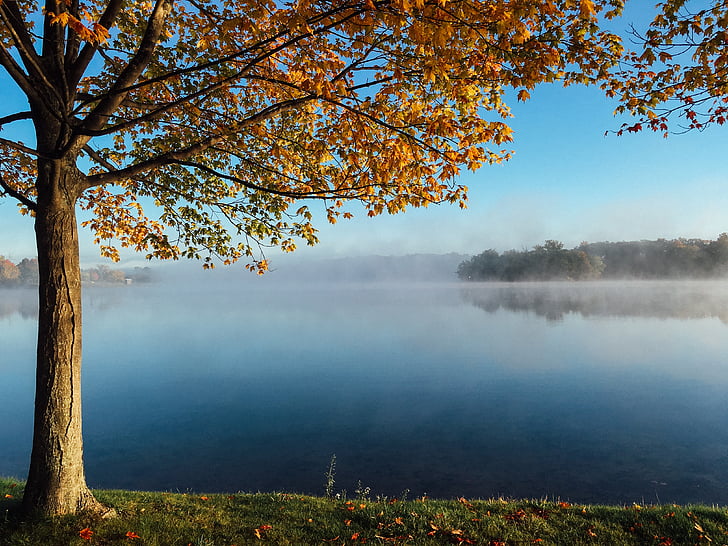 fog, lake, mist, nature, tree, water