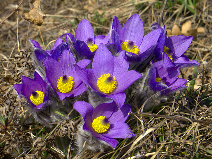 Slovākija, puķe, devinska kobyla, Pavasaris, daba