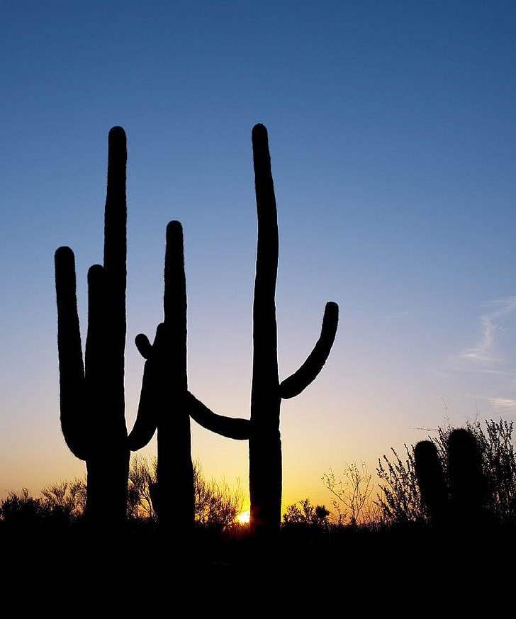 Saguaro кактуси, залез, силует, пустиня, кактус, Луната, небе