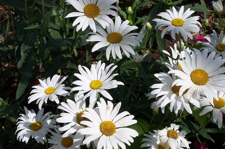 bunga, Daisy, putih