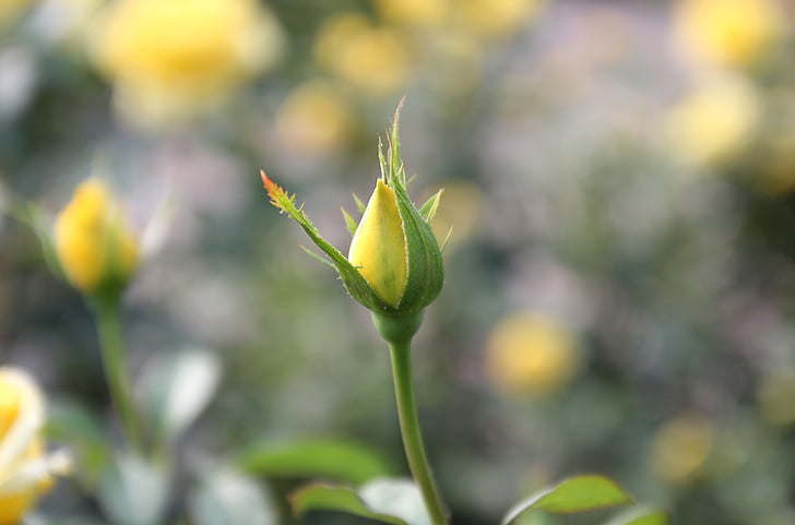 Rose bud, bud, blomst, steg, hage, natur, gul