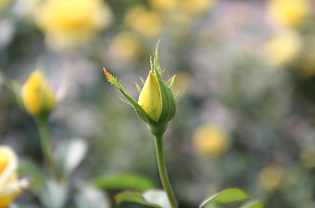 Rose Knospe, Knospe, Blume, stieg, Garten, Natur, gelb