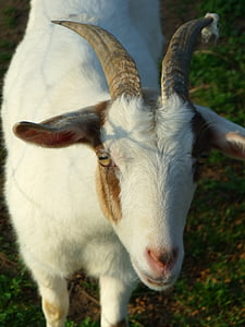 goat, horn, animal, mammal, farm, nature, white