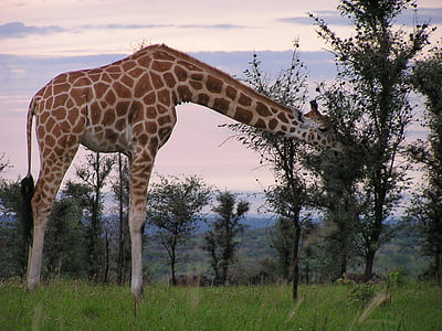 giraff, utfodring, Murchison, naturen, Safari, träd, djur wildlife