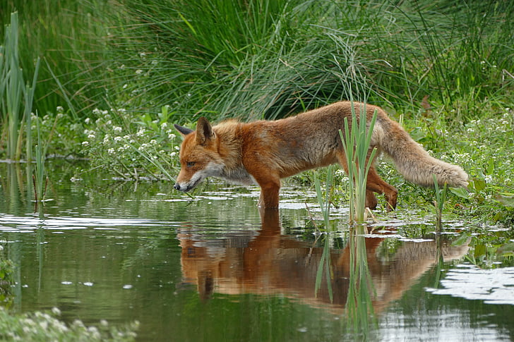 αλεπού, άγρια, φύση, νερό, καθρέφτης, φωτογραφία της φύσης, άγρια φύση