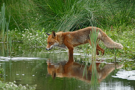Fox, Wild, Příroda, voda, zrcadlo, Fotografie přírody, volně žijící zvířata
