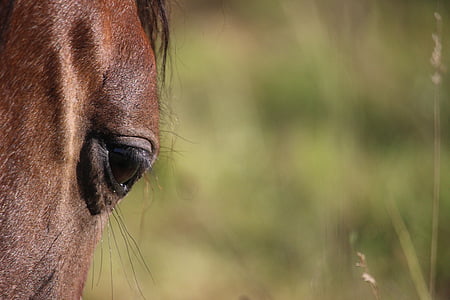 horse, eye, thoroughbred arabian, brown mold, pasture, horse head, animal