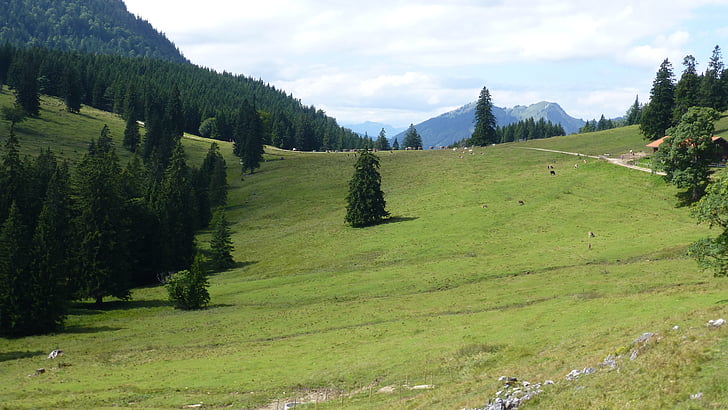 Bavorsko, Allgäu, medvěd moss alpe, krávy, hlášené