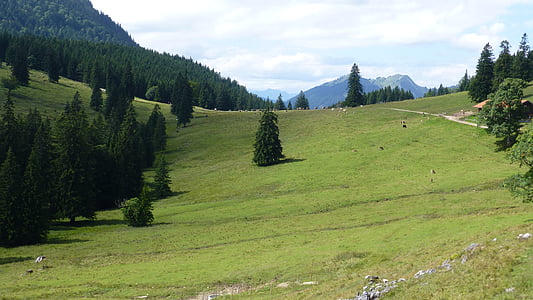 Bavaria, Allgäu, lāci sūnu alpe, govis, ziņoja par