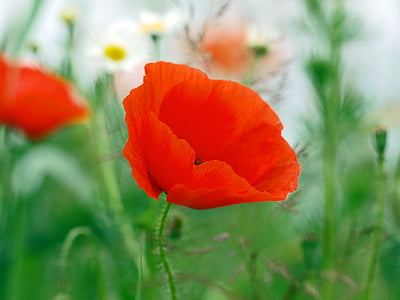 insect, plant, na, poppy, nature, red, flower