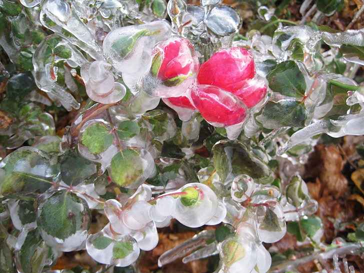 Rose, zamrznjeni, pozimi, roza, ledeno, hladno, Flora