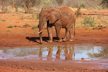 Слон, Тсаво, Кения