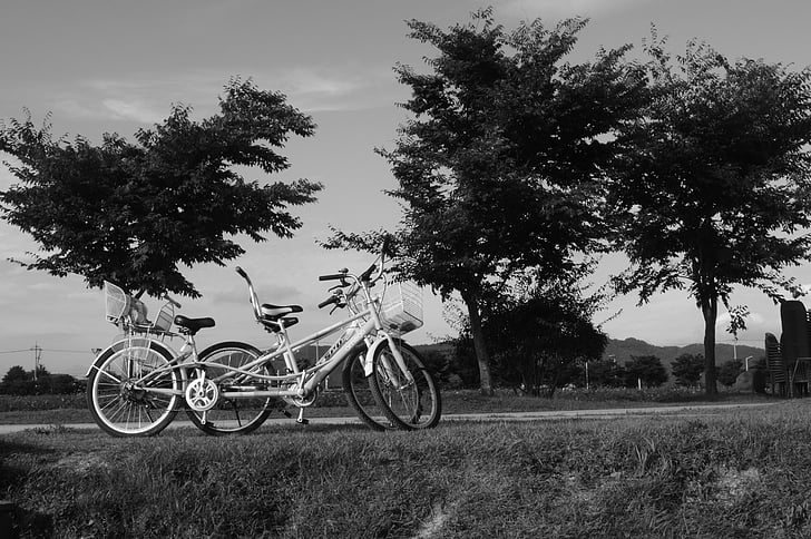 xe đạp, cây thông, cảnh quan, màu đen và trắng, bộ nhớ, Yêu