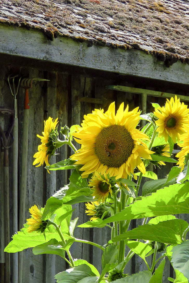 bunga matahari, bunga, kuning, alam, musim panas, Blossom, tanaman